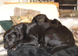 doggie day care marthas vineyard onisland dogs