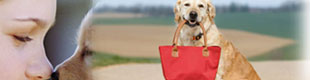 tripadvisor.com restaurants with dogs allowed in martha's vineyard; dog friendly restaurants in martha's vineyard