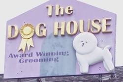 betsys dog spa in marthas vineyard- doggie day care